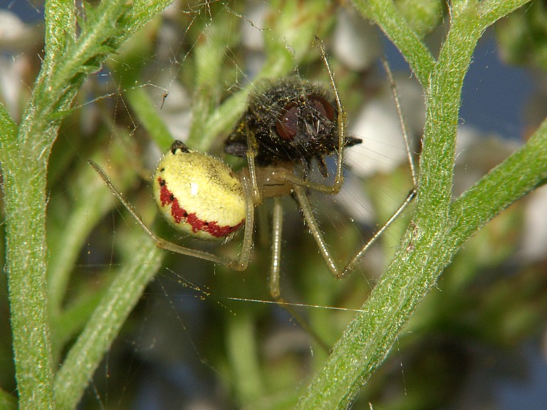 Enoplognatha ovata
