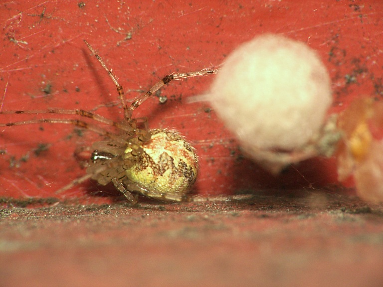Theridion sp.