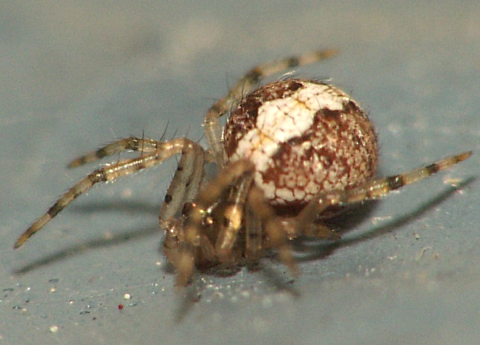 Theridion sp.