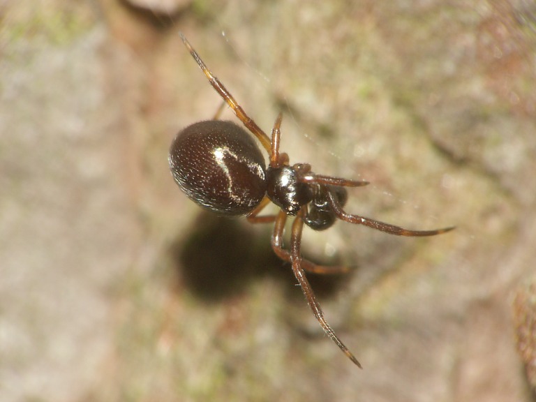 Dipoena sp.