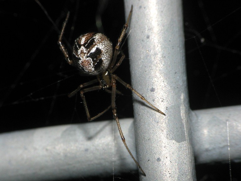 Theridion sp.