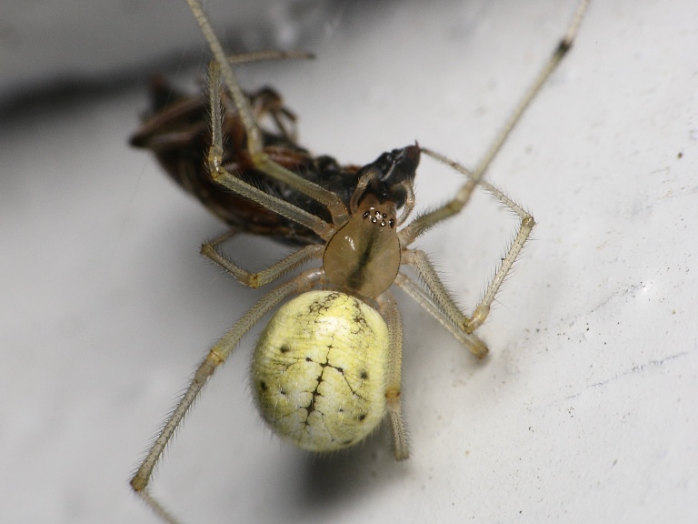 Enoplognatha ovata