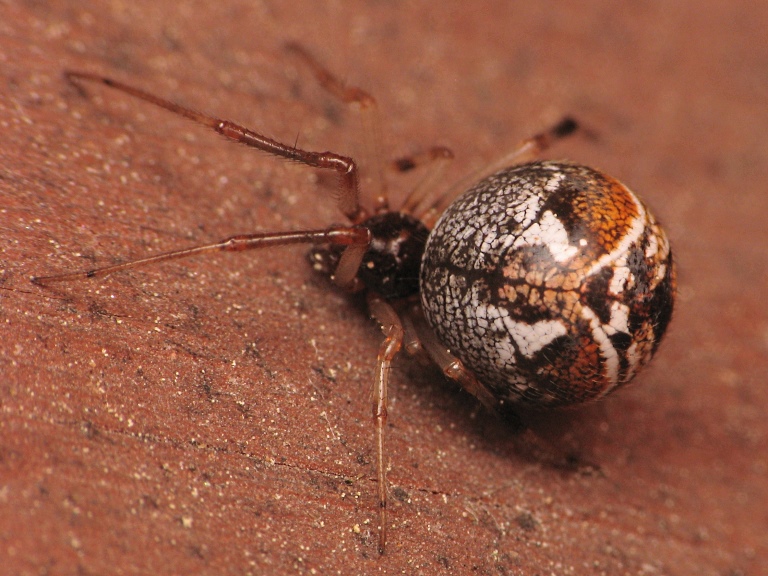 Achaearanea lunata
