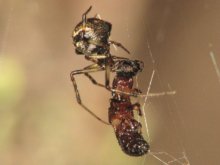 Cryptachea riparia