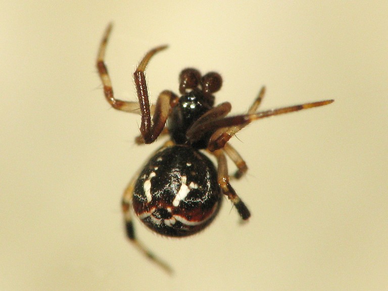 Achaearanea lunata