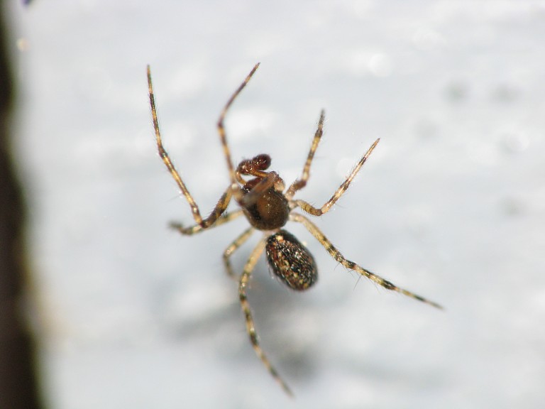 Theridion sp.