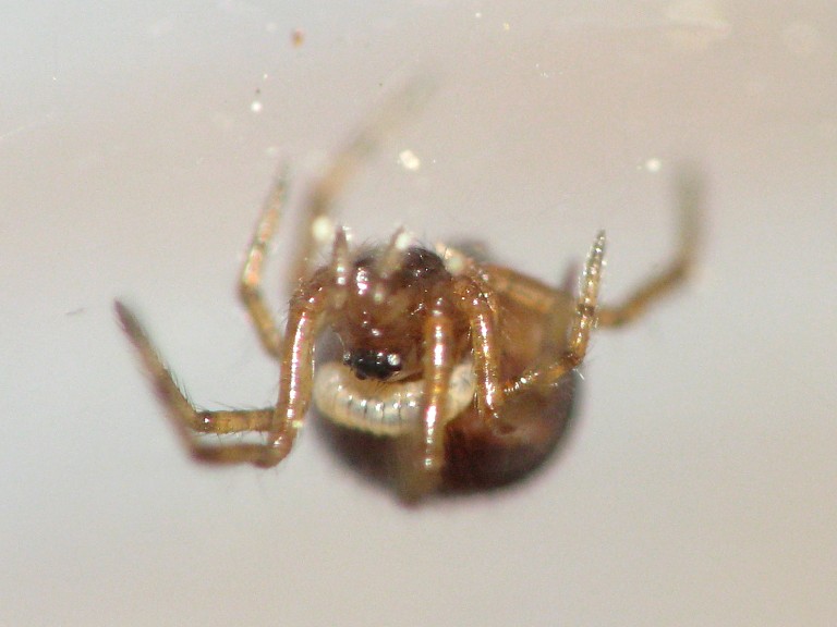 Theridion sp.