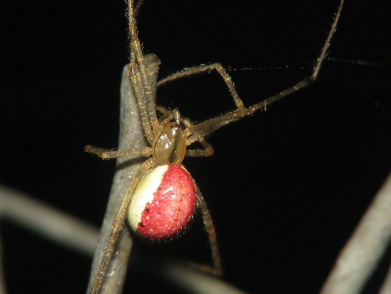 Enoplognatha ovata