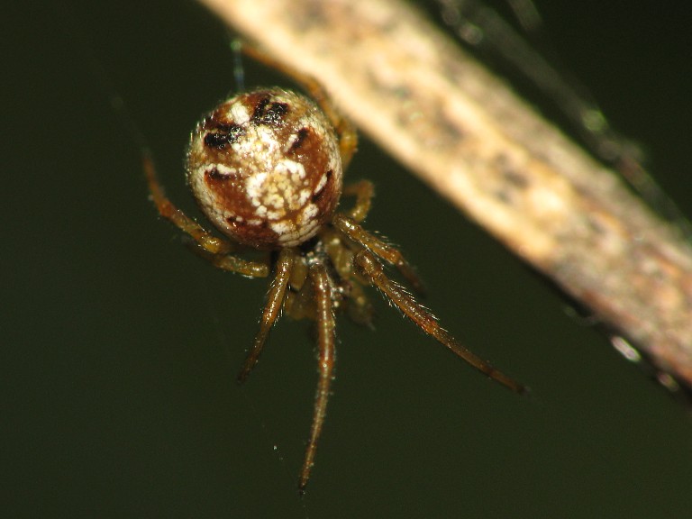 Theridion sisyphium