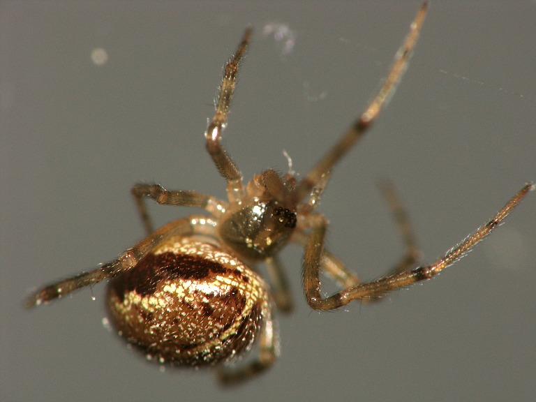 Steatoda castanea