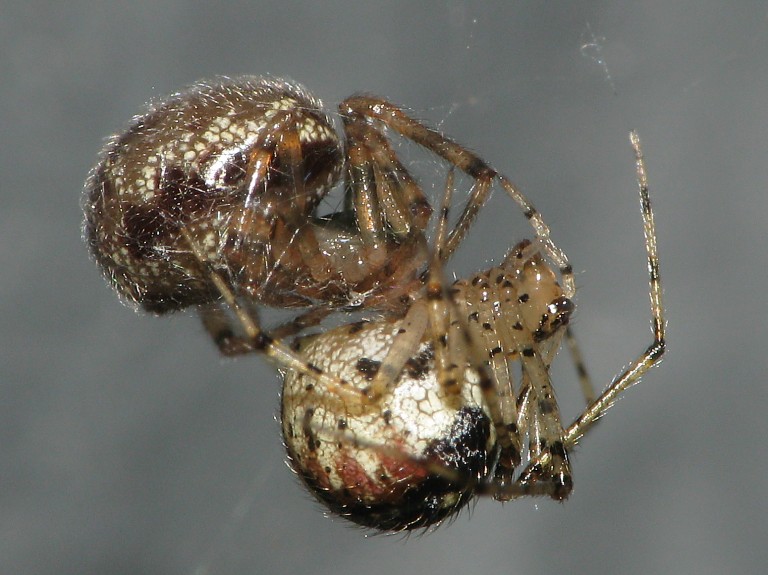 Steatoda castanea
