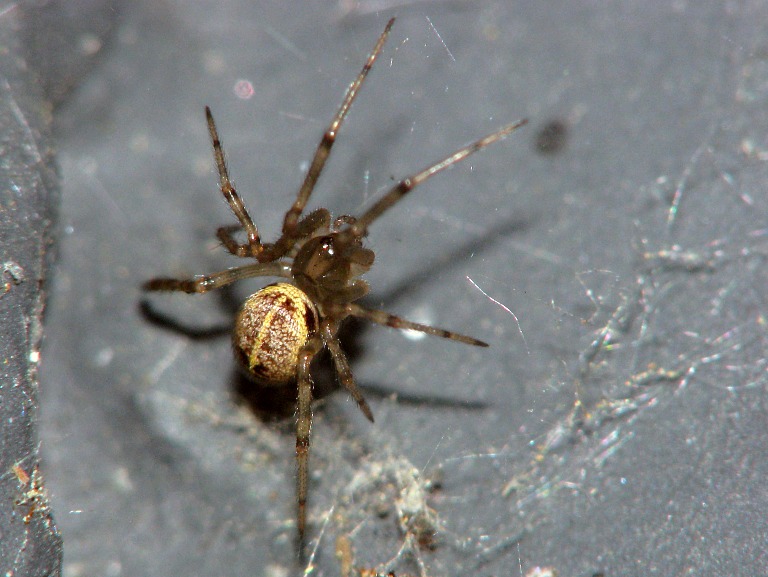 Steatoda castanea
