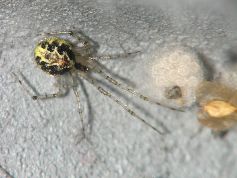Theridion varians