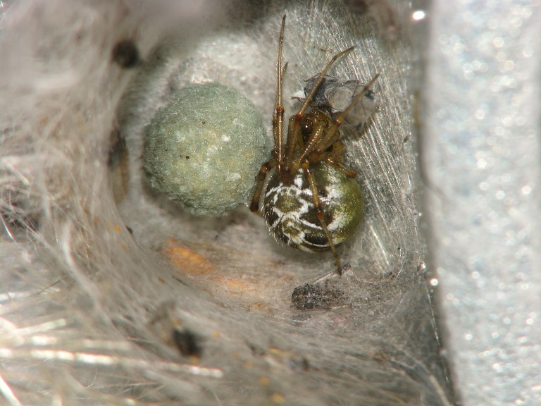 Theridion sisyphium