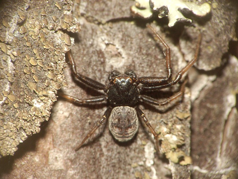 Coriarachne depressa