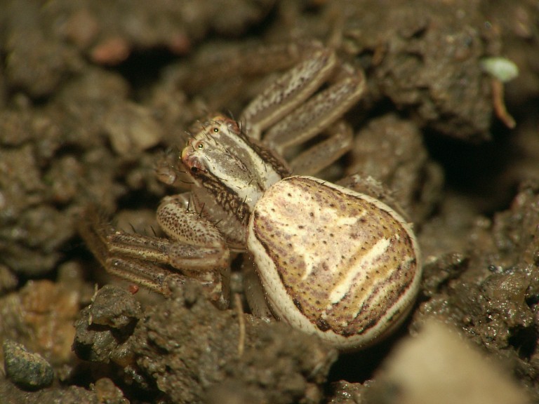 Xysticus ulmi