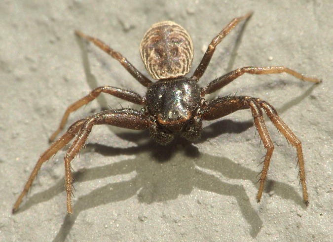 Coriarachne depressa