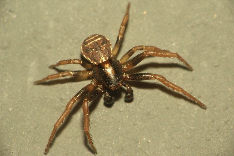 Xysticus sp.