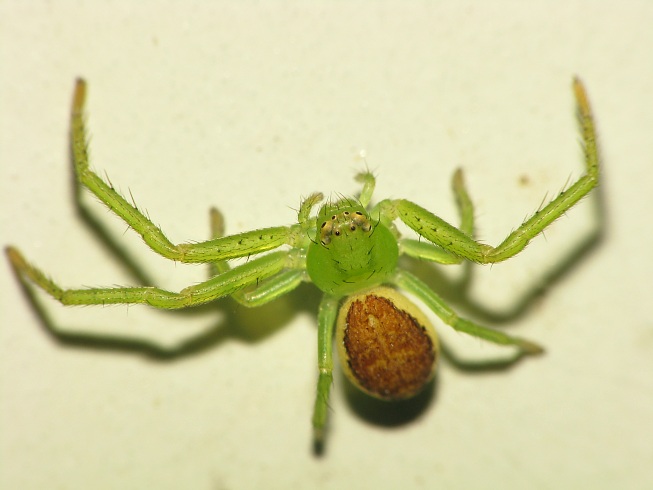 Diaea dorsata