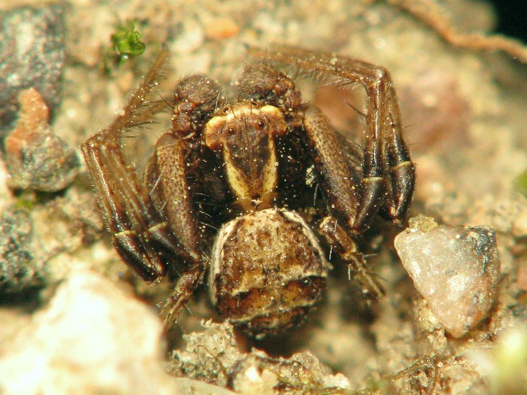 Xysticus sp.