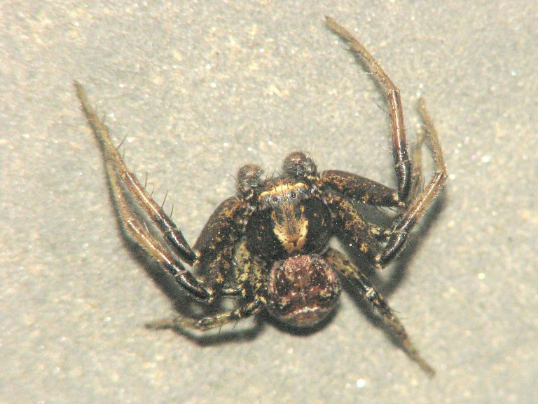 Xysticus sp.