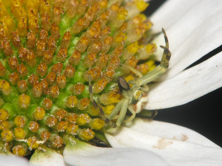 Misumena vatia