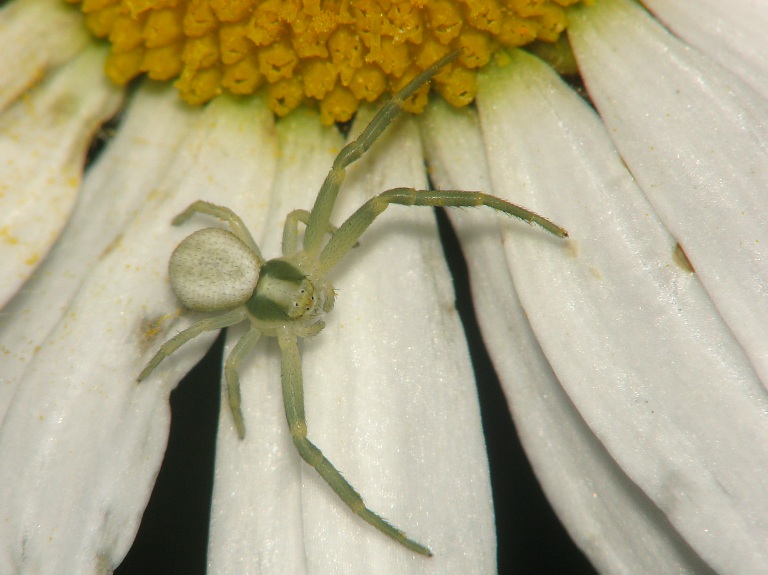 Misumena vatia