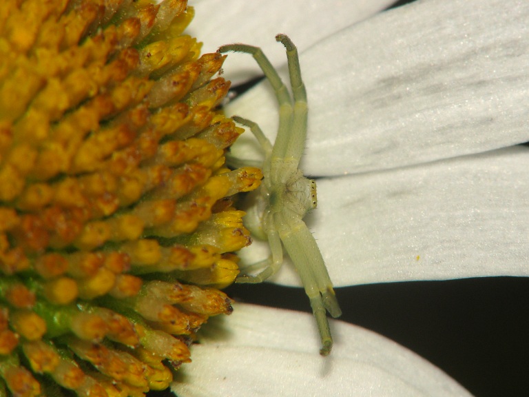 Misumena vatia