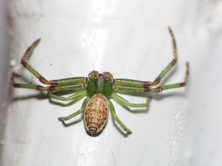 Diaea dorsata