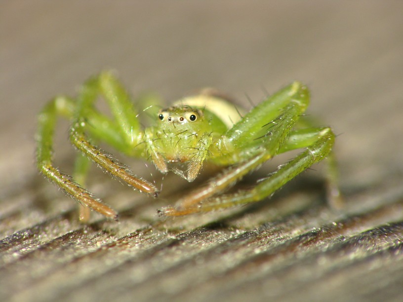 Diaea dorsata