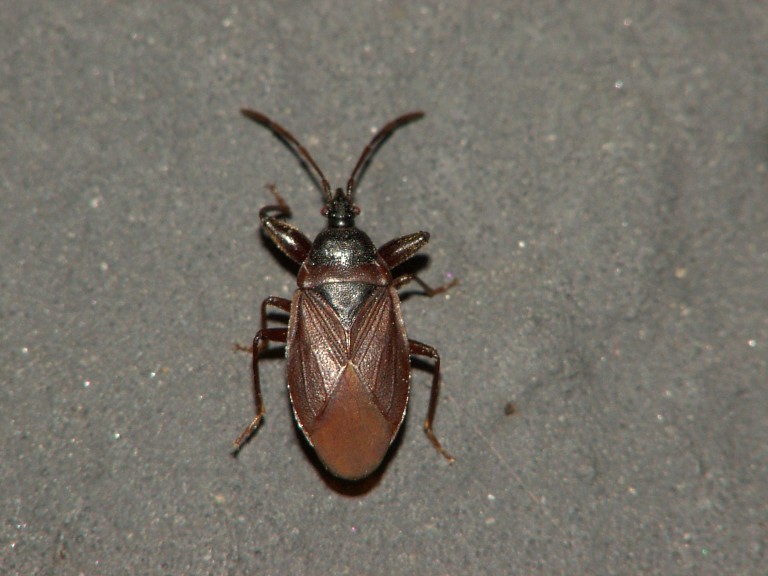 Gastrodes grossipes