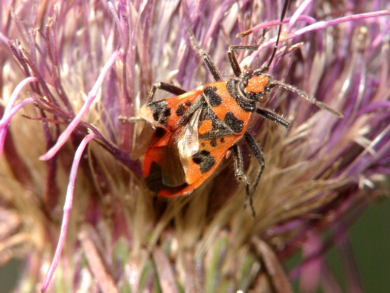 Corizus hyoscyami