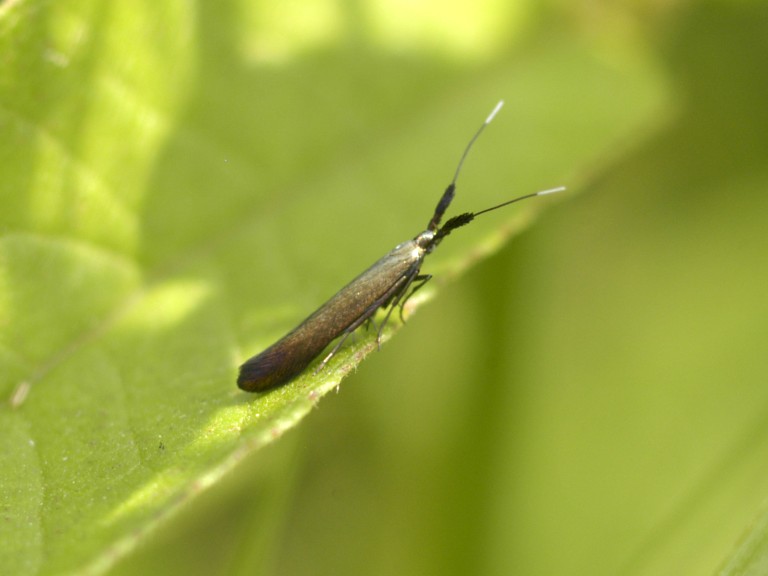 Coleophora deauratella