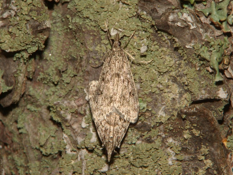 Eudonia truncicolella?