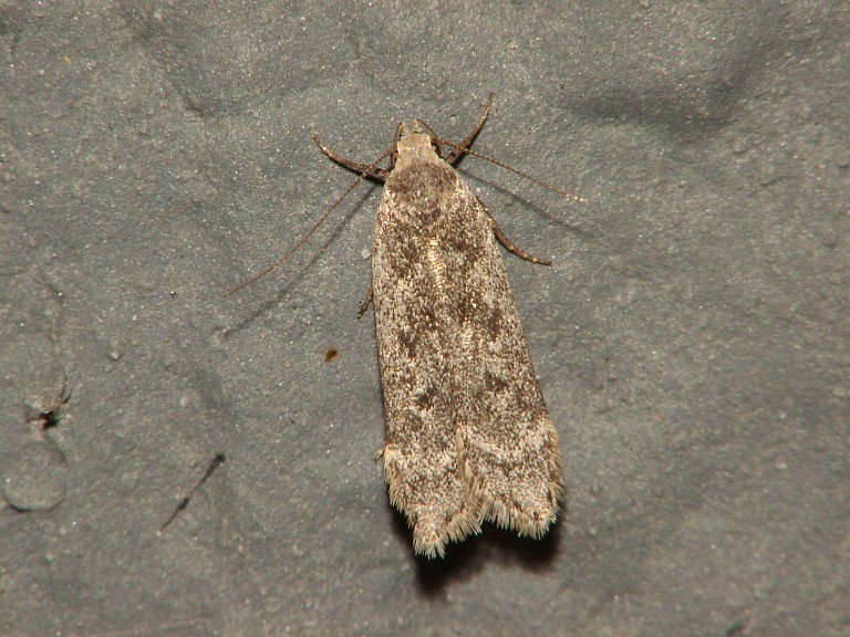 Anacampsis populella