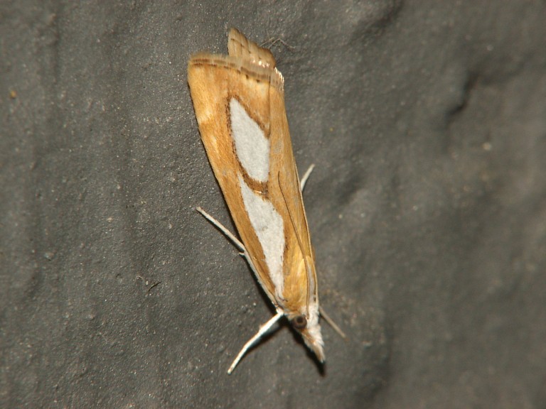 Catoptria pinella