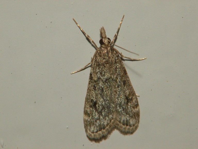Eudonia truncicolella?