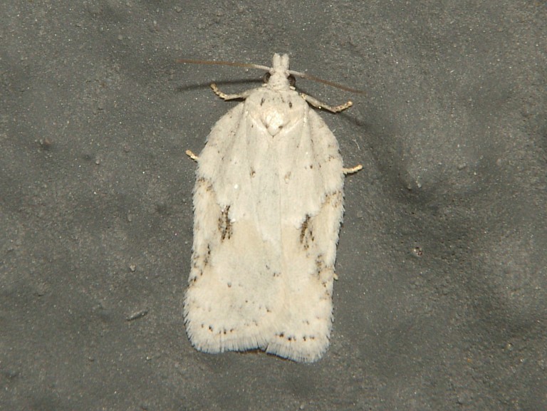 Acleris logiana