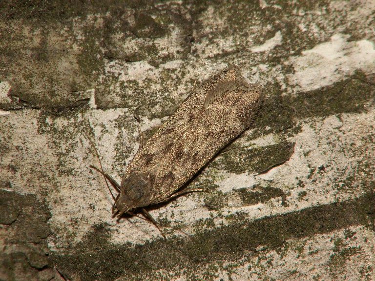 Anacampsis populella