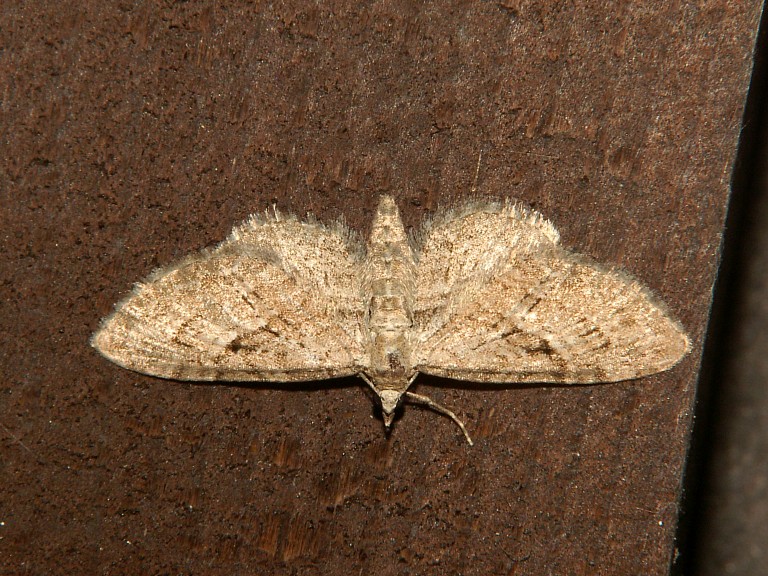 Eupithecia pusillata