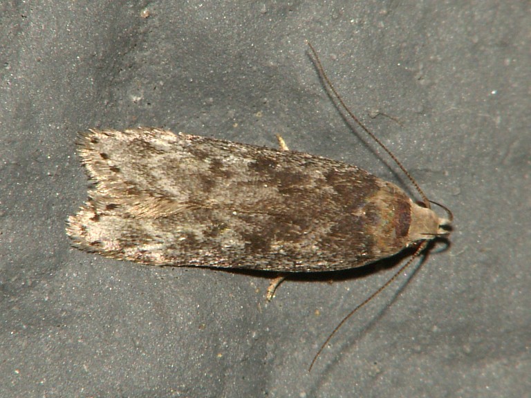 Anacampsis populella
