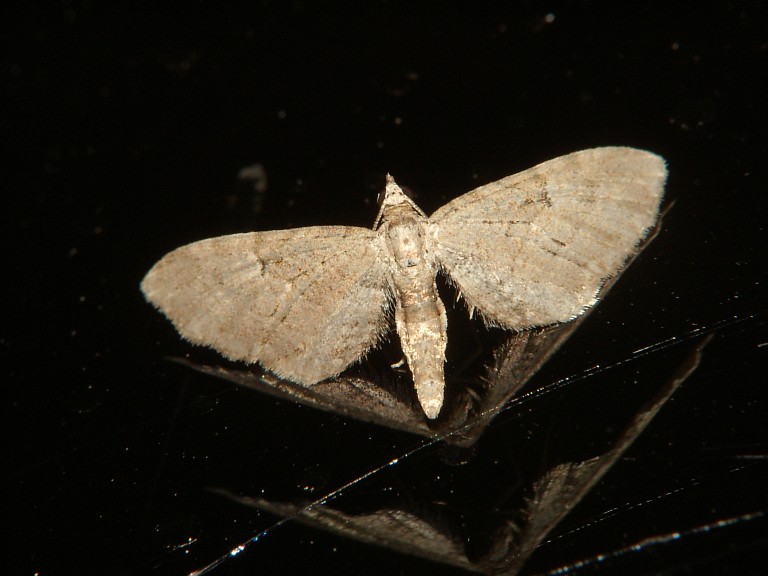 Eupithecia pusillata