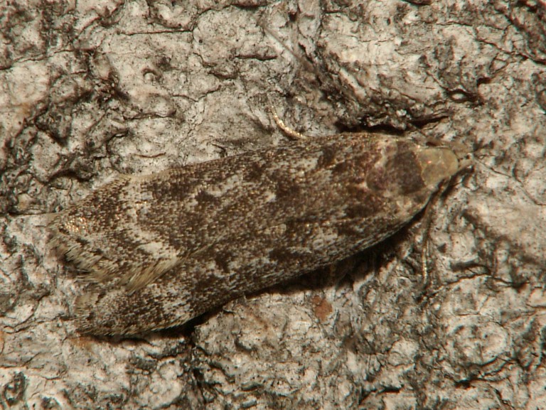 Anacampsis populella
