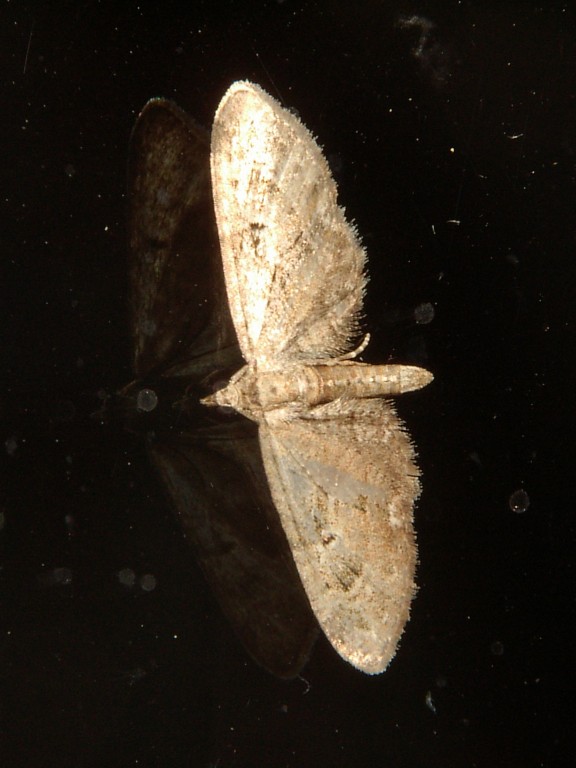 Eupithecia pusillata
