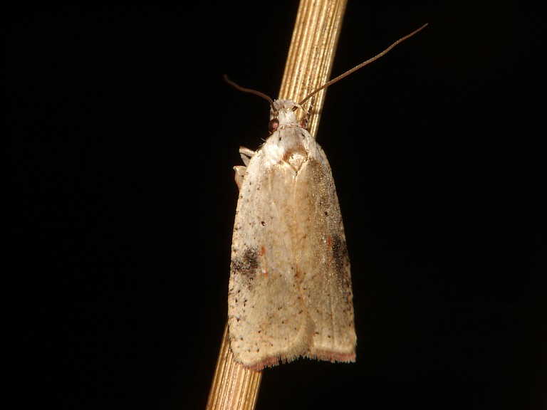 Agonopterix kaekeritziana