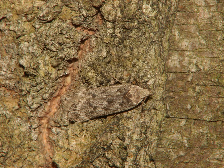 Anacampsis populella