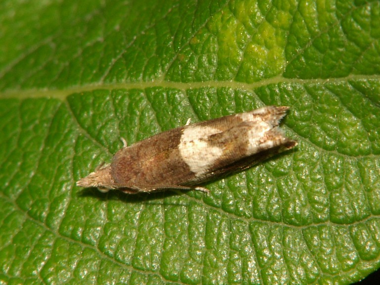 Epinotia tenerana