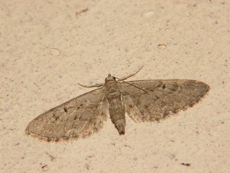 Eupithecia pusillata