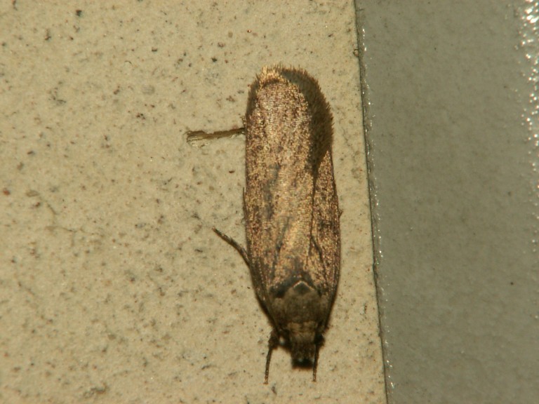 Depressaria badiella