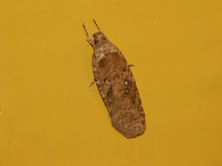Agonopterix heracliana